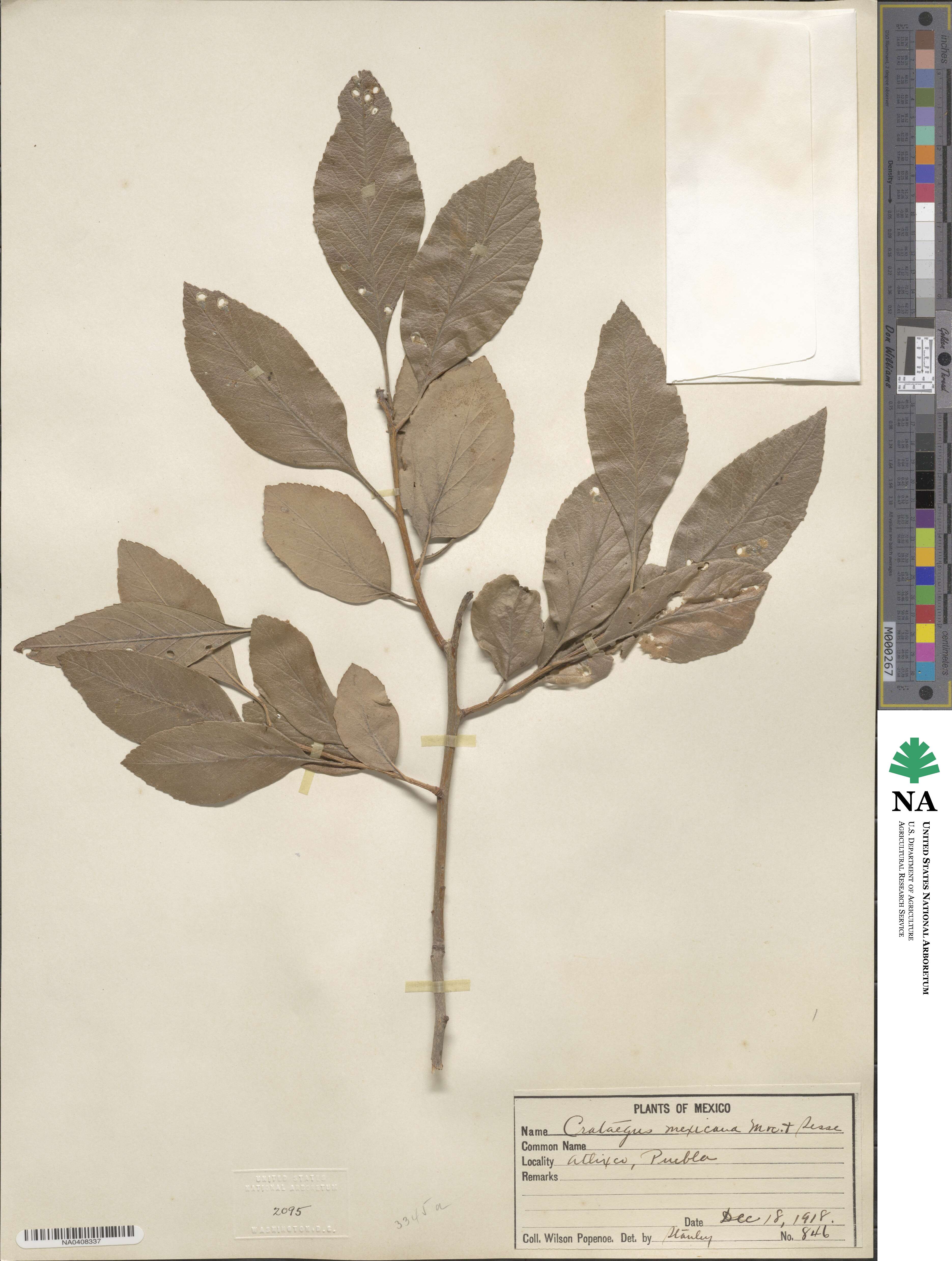 Crataegus mexicana image