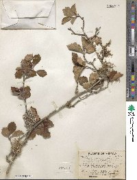 Crataegus gracilior image