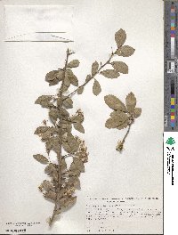 Crataegus gracilior image