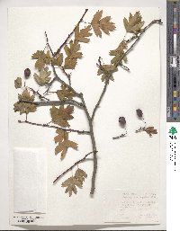 Crataegus praemonticola image