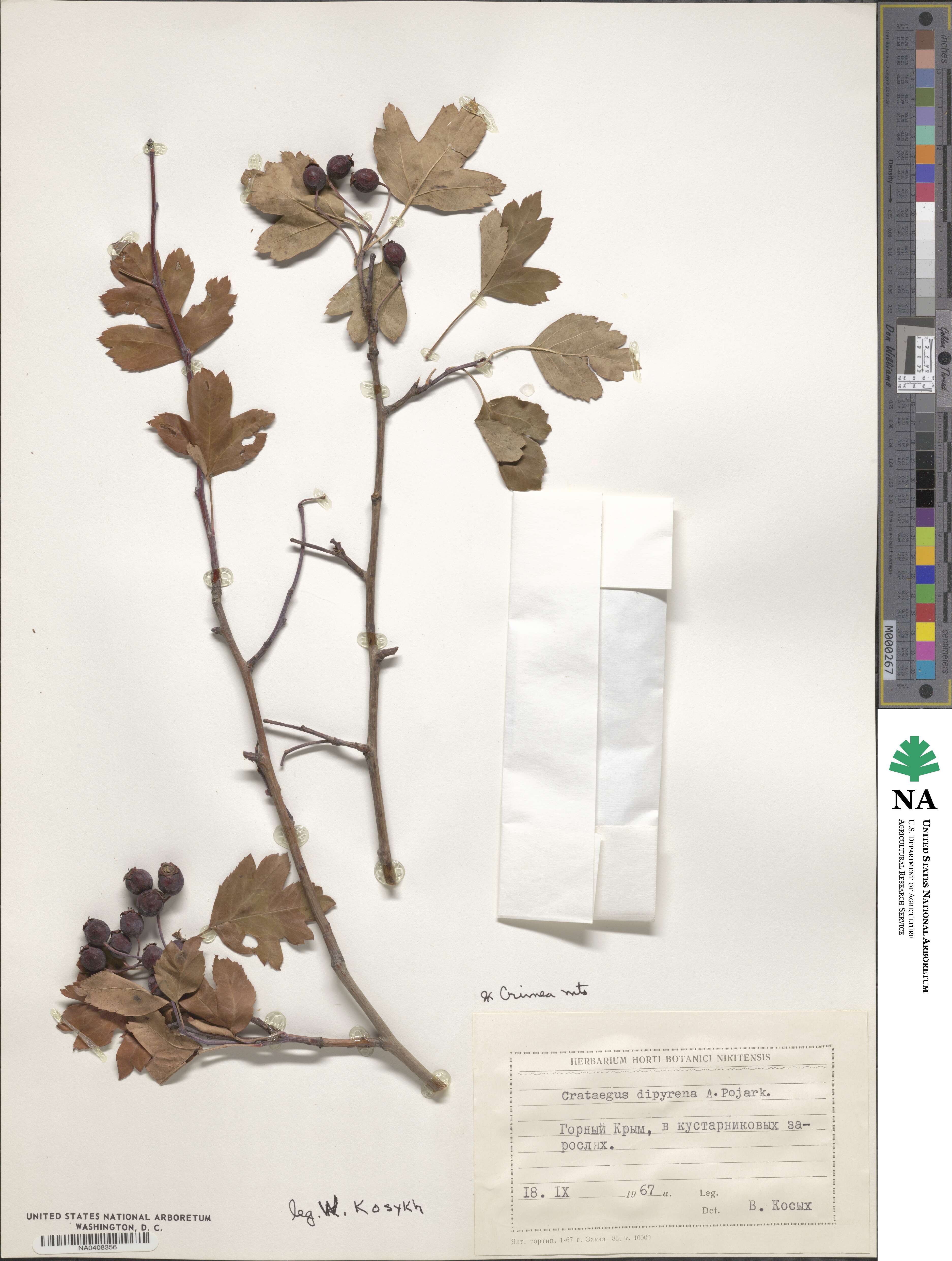 Crataegus dipyrena image