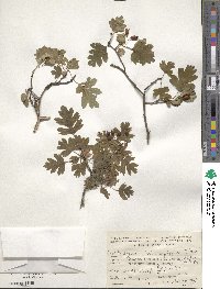 Crataegus microphylla image