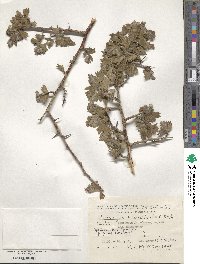 Crataegus microphylla image