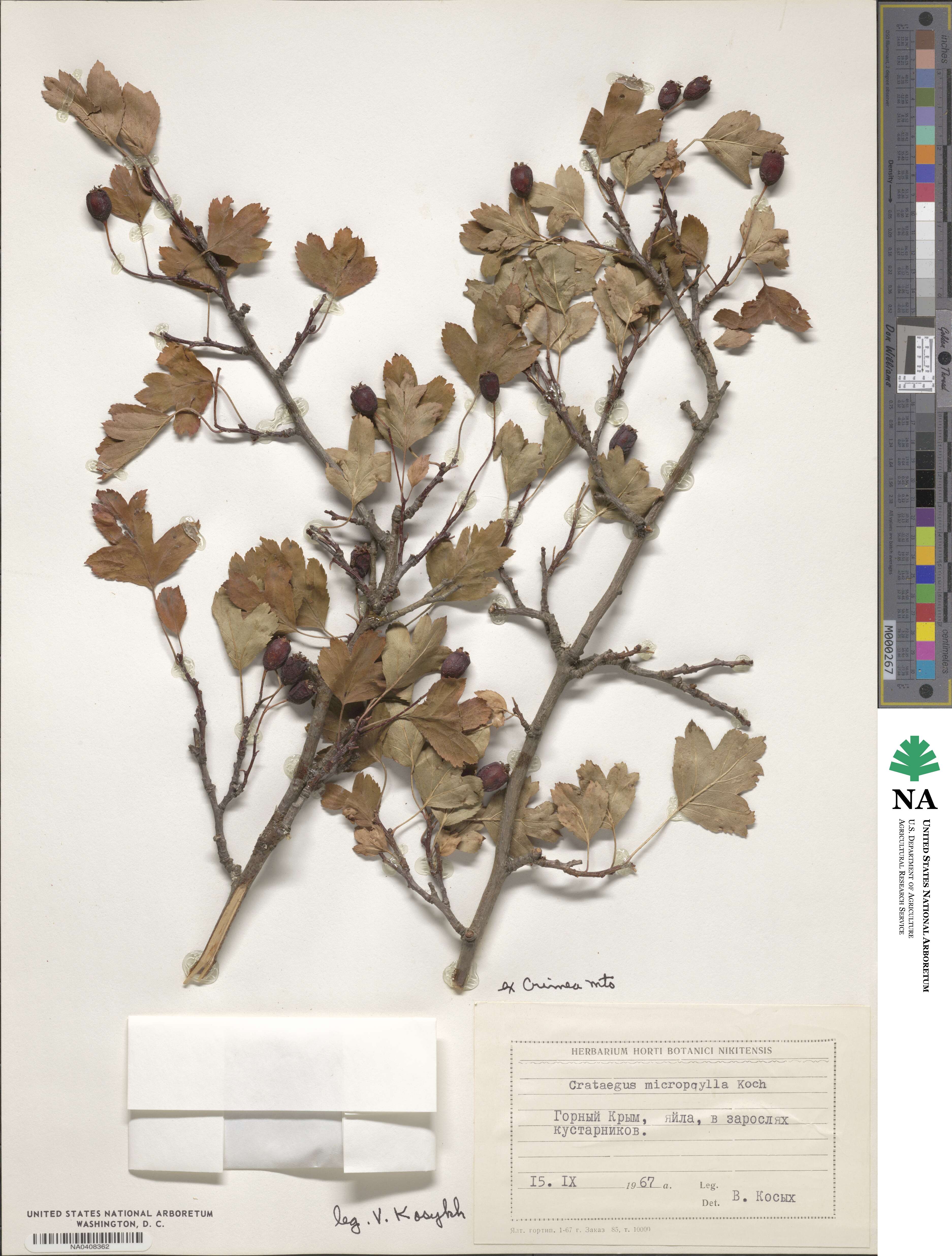 Crataegus microphylla image