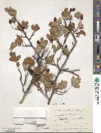 Crataegus microphylla image