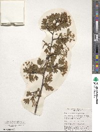 Crataegus monogyna image