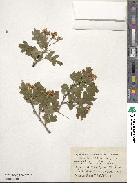 Crataegus monogyna image