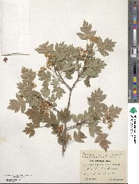 Crataegus monogyna image