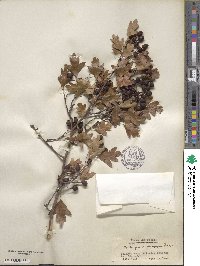 Crataegus monogyna image