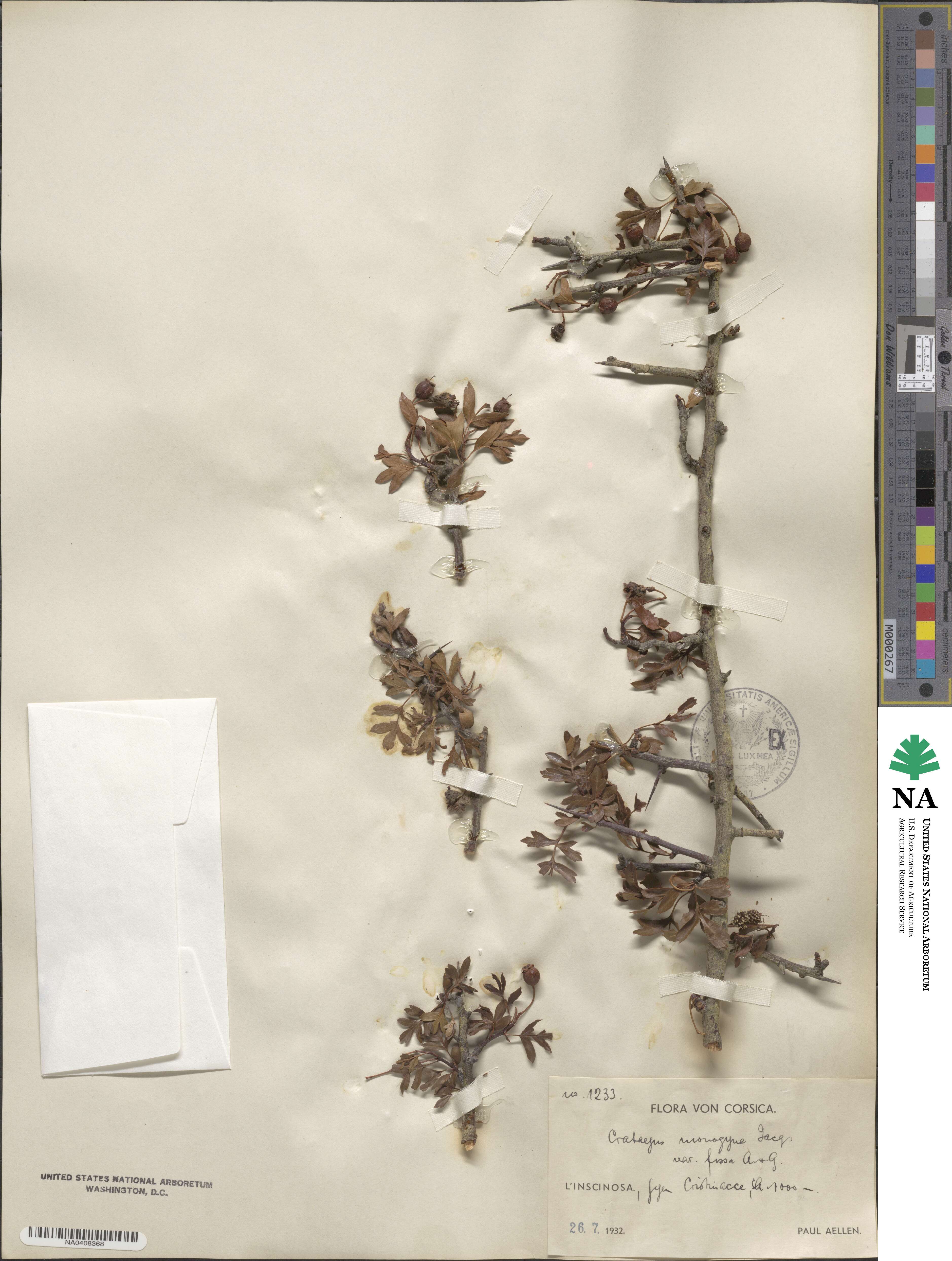 Crataegus monogyna image