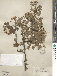 Crataegus monogyna image