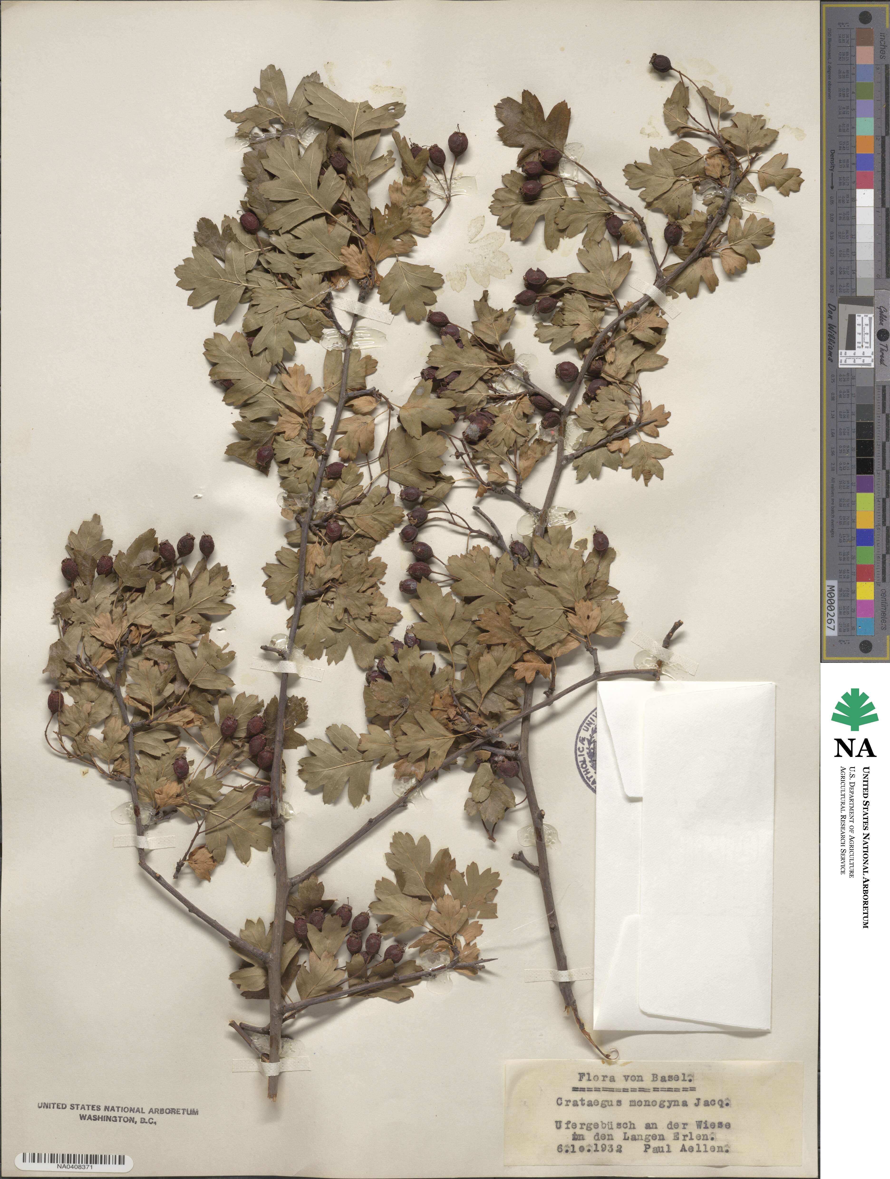 Crataegus monogyna image