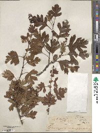 Crataegus monogyna image