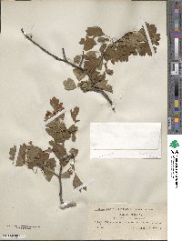 Crataegus monogyna image