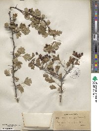 Crataegus monogyna image