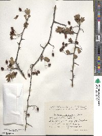 Crataegus monogyna image