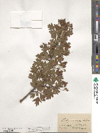 Crataegus monogyna image