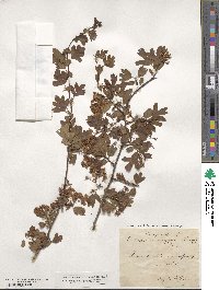 Crataegus monogyna image