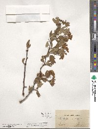 Crataegus monogyna image