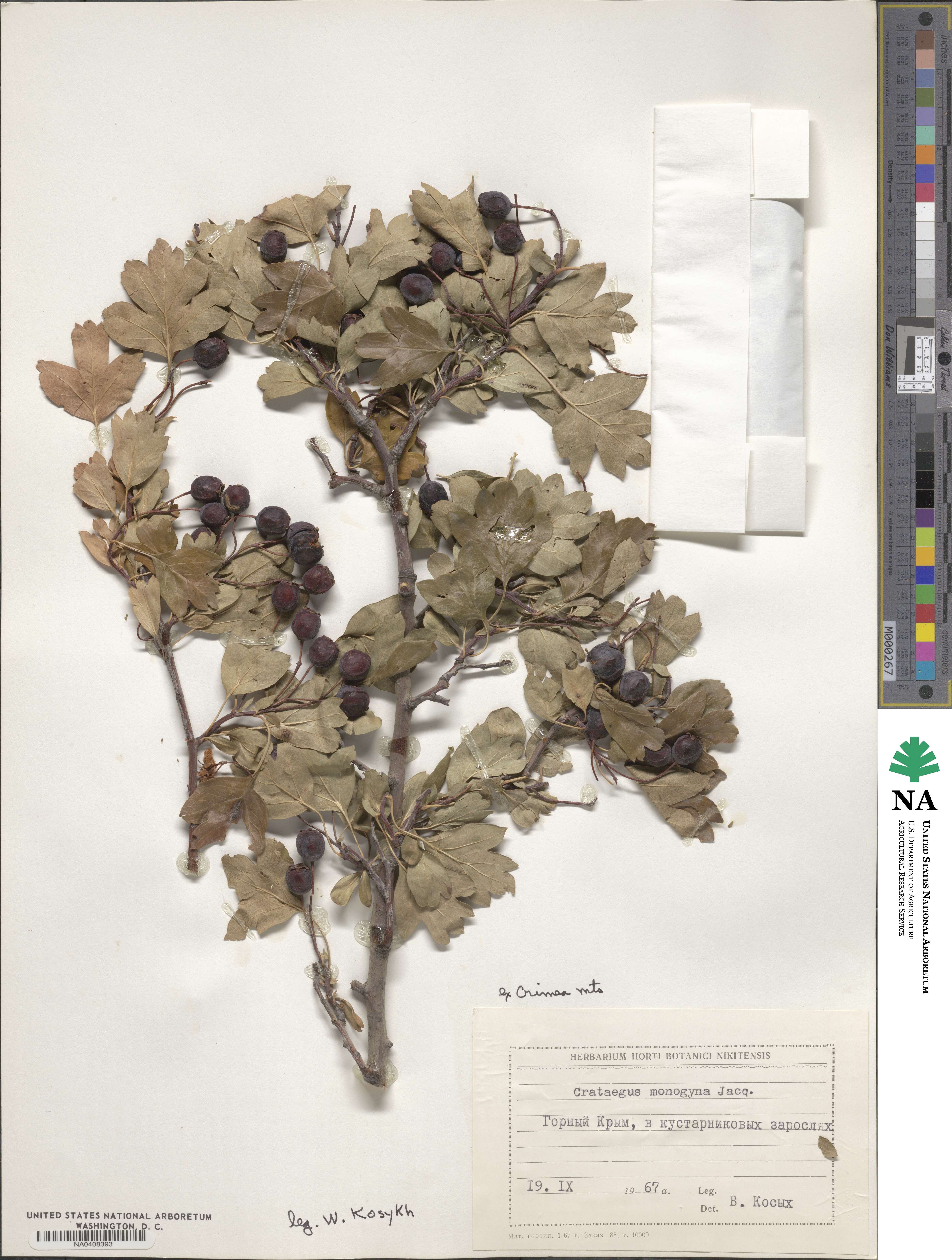 Crataegus monogyna image