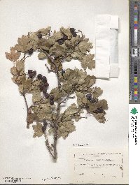 Crataegus monogyna image