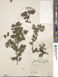 Crataegus monogyna image