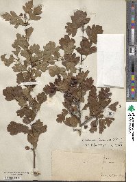 Crataegus oxyacantha image