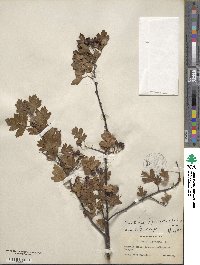 Crataegus oxyacantha image