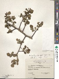 Crataegus oxyacantha image