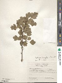 Crataegus oxyacantha image