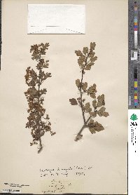 Crataegus oxyacantha image