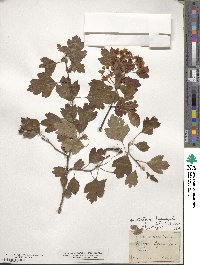 Crataegus oxyacantha image