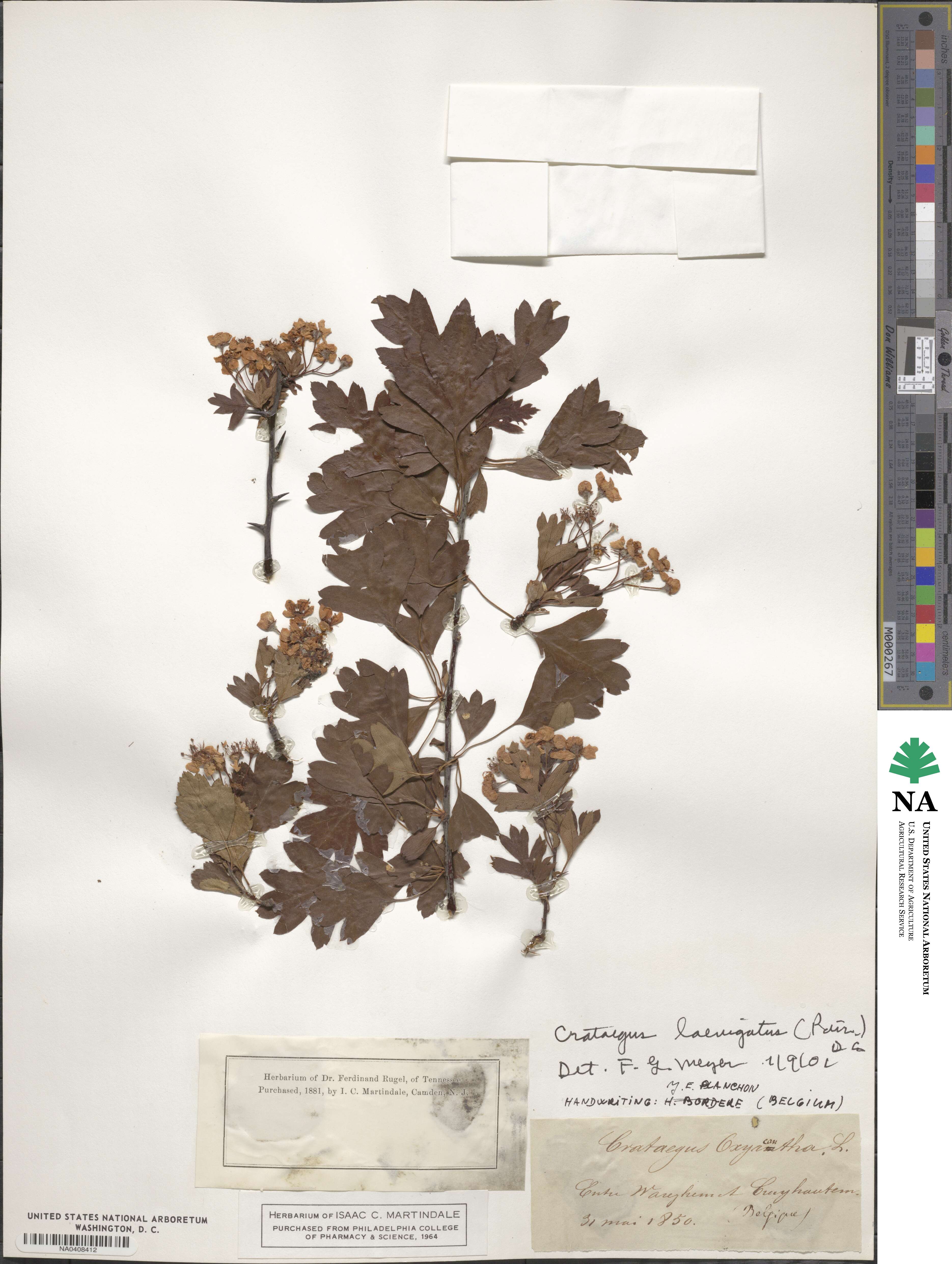 Crataegus oxyacantha image