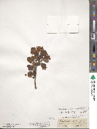 Crataegus oxyacantha image