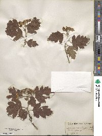 Crataegus pentagyna image