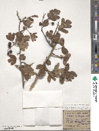 Crataegus pentagyna image