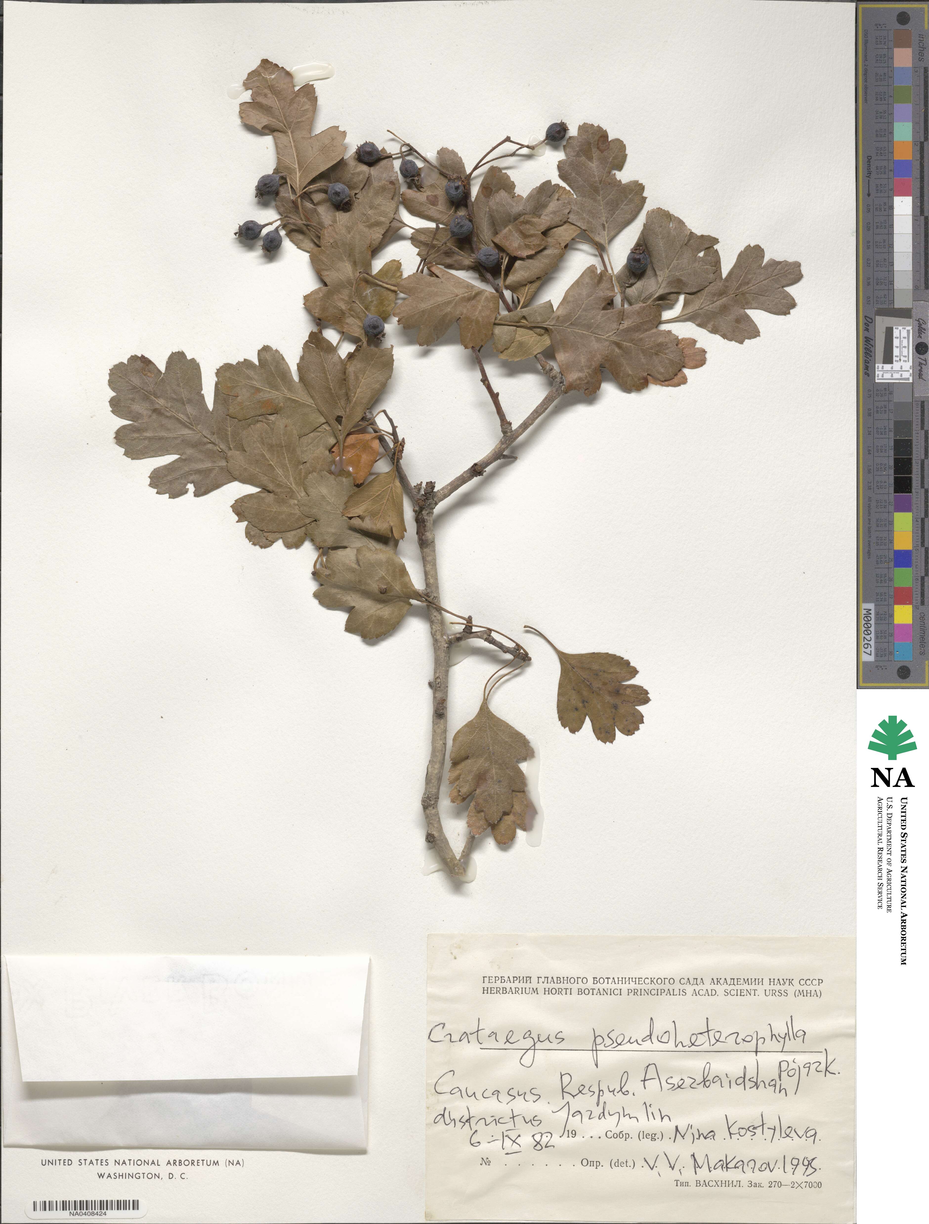 Crataegus pseudoheterophylla image