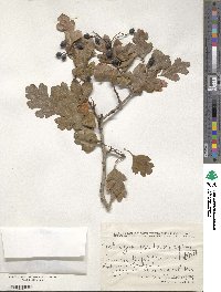 Crataegus pseudoheterophylla image