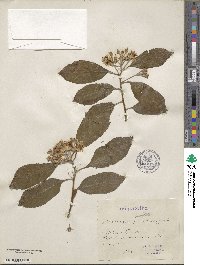 Crataegus punctata image