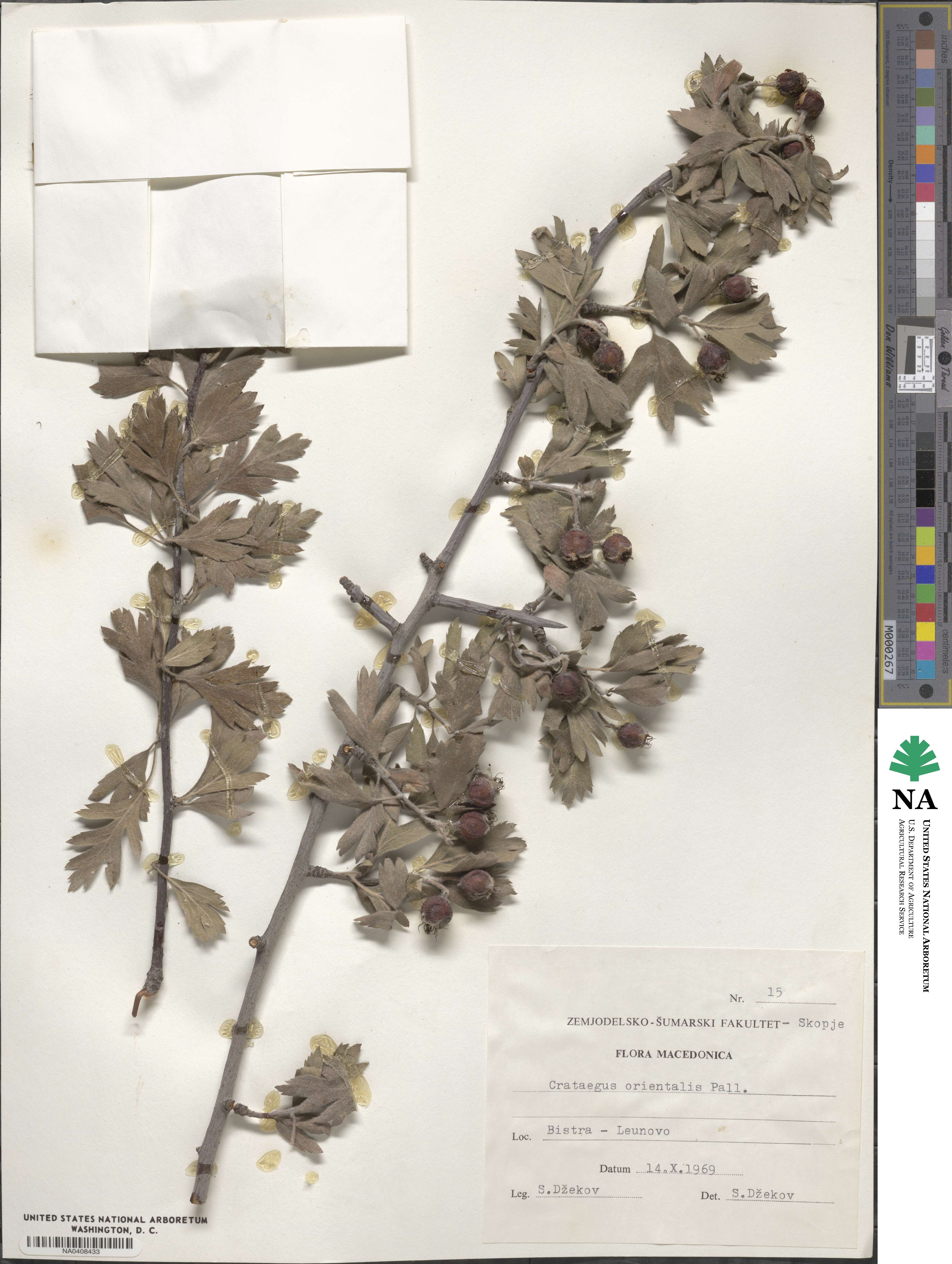Crataegus orientalis image