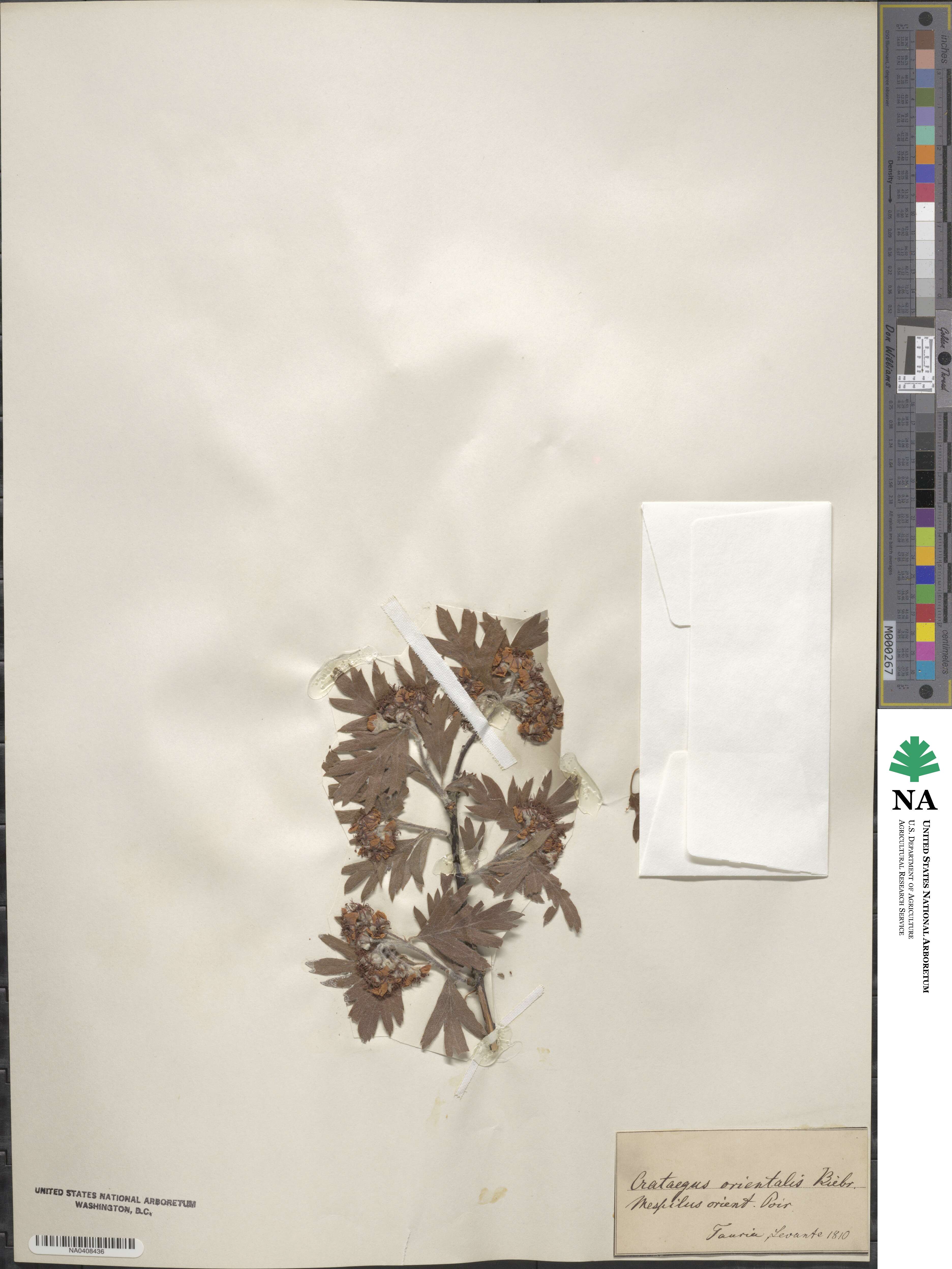 Crataegus orientalis image