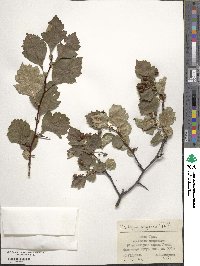 Crataegus sanguinea image