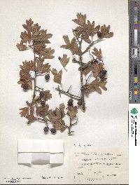 Crataegus meyeri image