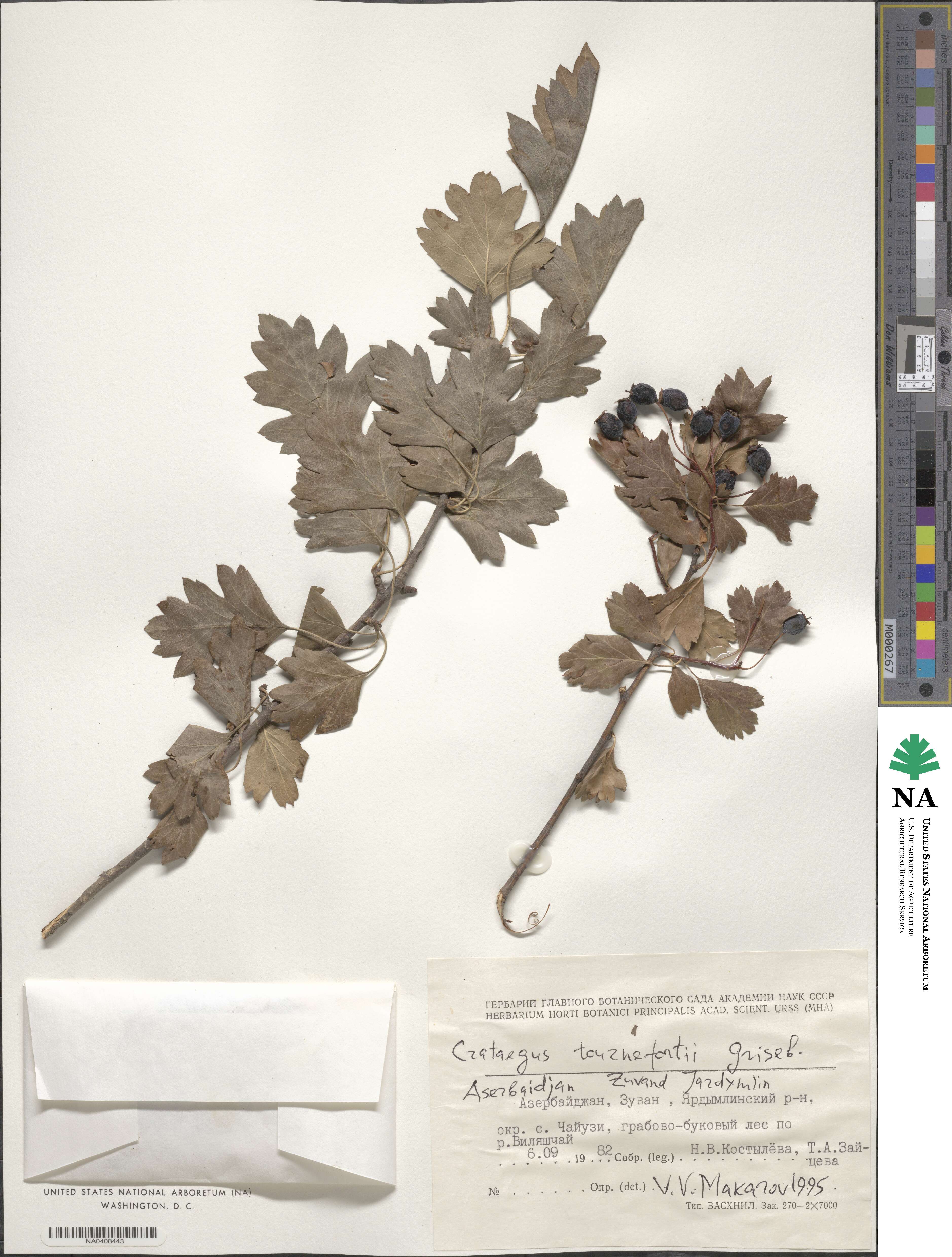 Crataegus orientalis subsp. orientalis image