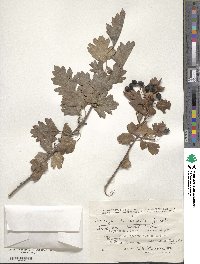 Crataegus orientalis subsp. orientalis image