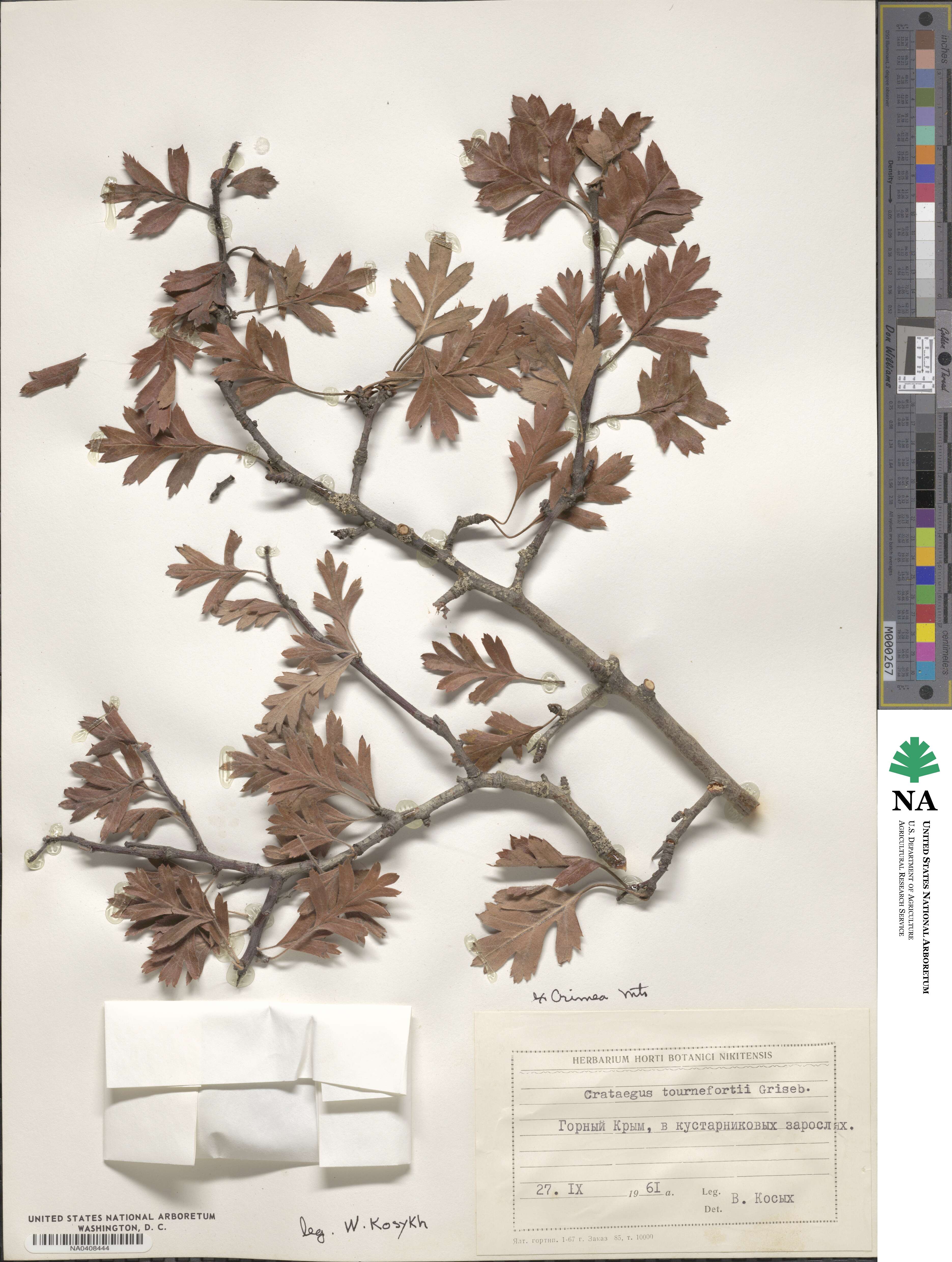 Crataegus orientalis subsp. orientalis image