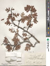 Crataegus orientalis subsp. orientalis image