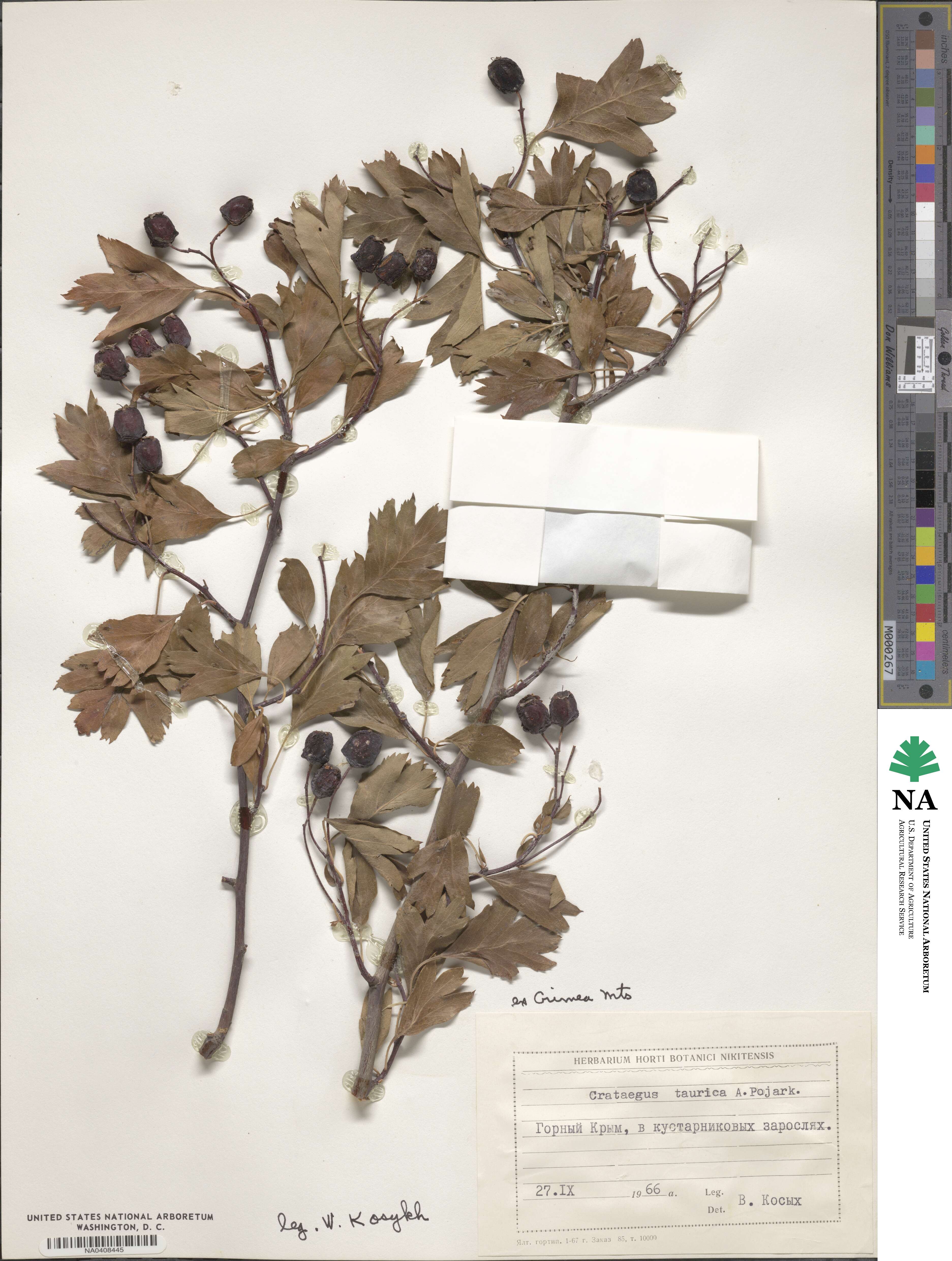 Crataegus meyeri image
