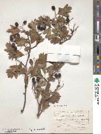 Crataegus meyeri image