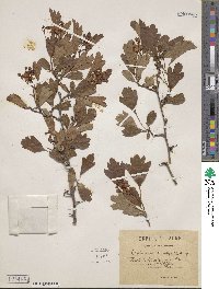 Crataegus monogyna image